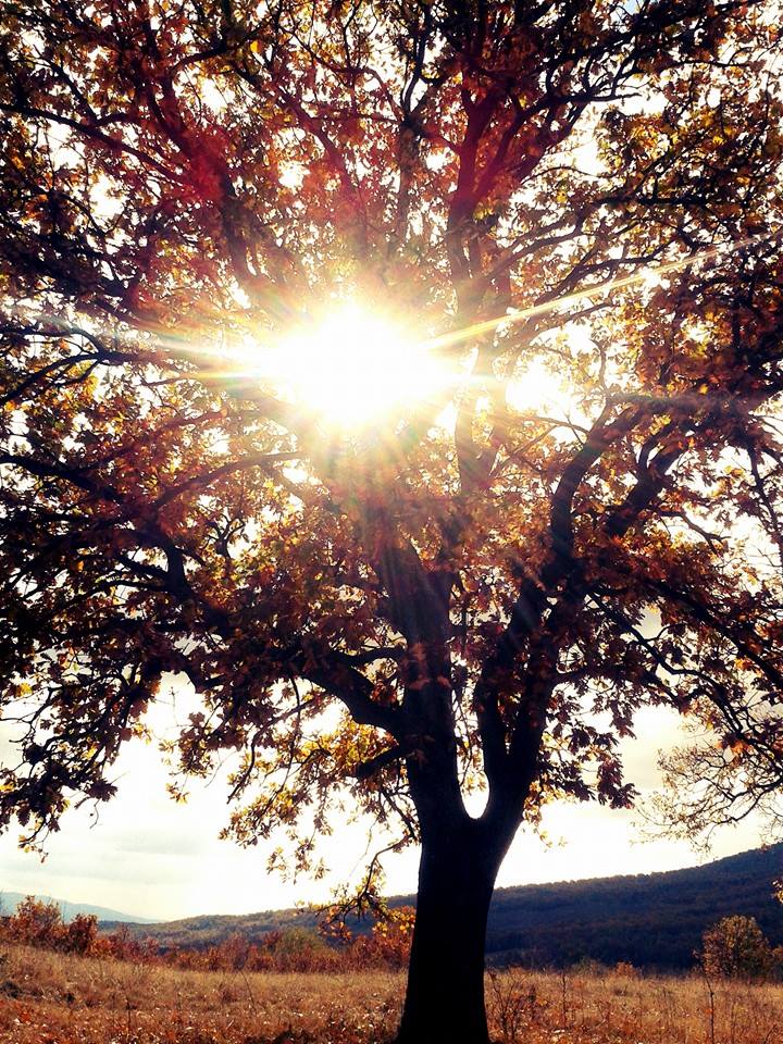 СЛЪНЧЕВО ЛЮБОПИТСТВО